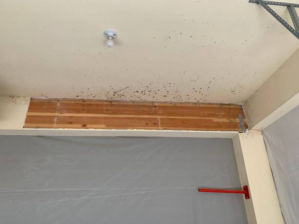 Mold Remediation for Rental Properties in Orange, OH